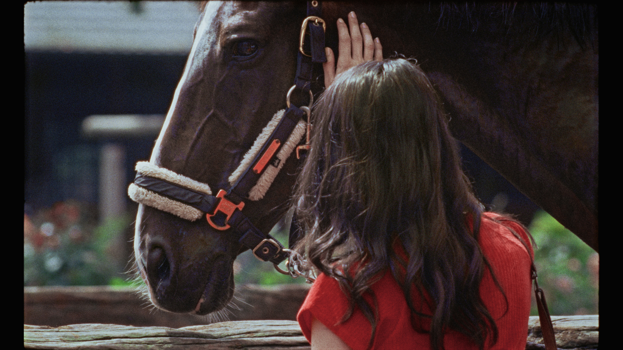 Piaffe © Rediance Films